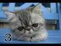 12 Steps to Getting a Kitten