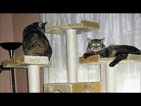 how to make a cat tree