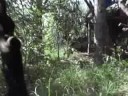 Jungle Mission