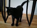 Bentley - Before Neutering