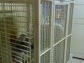 Амазон  Пако  и Африканка Жаклина