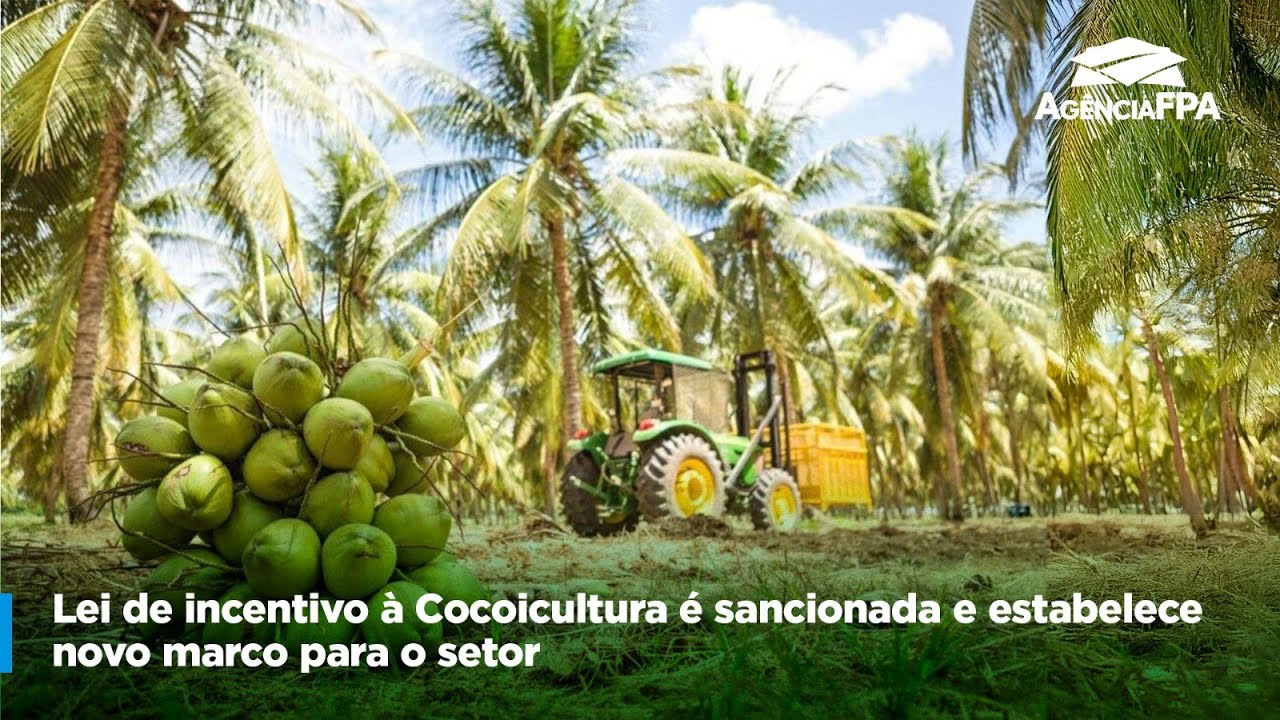 Lei De Incentivo À Cocoicultura É Sancionada E Estabelece Novo Marco Para O Setor