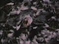 mortiis - reisene til grotter og odemarker (cmi 48)

item info: a very rare early mortiis video to find, even on the internet. runs 30 minutes and is cold meat industries release nr 48 from 1995. do not mind his later work, by the way...

***