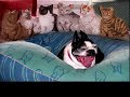 French Kitten Choir