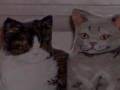 French-Kitten-Choir