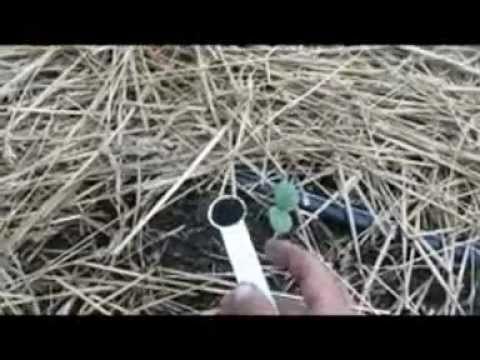 how to fertilize collards