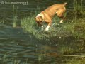 Dog Hop in Slow Motion