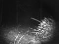 videos de Istrice (Hystrix cristata, L  1758) Parco Carnè