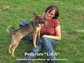 Lira sierpien 2008