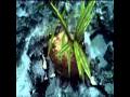 Corona Extra - Experience the Extraordinary (TV Advert)