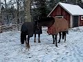 jamie busar i hagen tillsalu 3