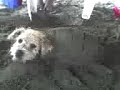 perro turtuga