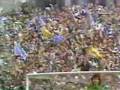 Brighton & Hove Albion 1983 F.A. Cup Semi Final