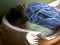 Caska upset after bath