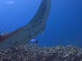 Manta Ray and Eagle Ray