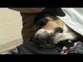 videos de Helping Man's Best Friend