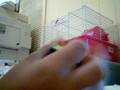 i solve my rubix cube for you (1st vid)