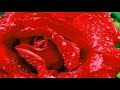 Hozan Gundi/HAMZA GEVER?/Y�KSEKOVA LI HAMZA TARHAN/?BRAH?M