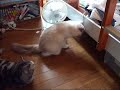 お誘い無視して遊ぶ猫(=^・^=) Reo wanting to play with Rara 息子の部屋