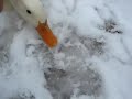 lucky thr duck in the snow