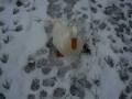 lucky thr duck in the snow