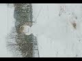 SNOWBUSINESS