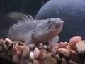 My Freshwater Aquariums - Updated