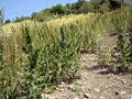Morocco Cannabis - Near Chefchaouen / Ketama Morocco Cannabis - Near Chefchaouen / Ketama