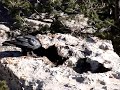 Grand Canyon Adventure - Flying Birds Nearby