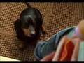 Comercial Novo Pedigree