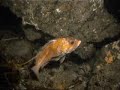 Copper Rockfish
