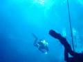 Blue Grotto Spring - Williston, FL