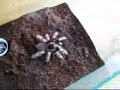Nhandu Coloratovillosus L12. Agresywna na wszystko samica !!