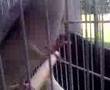 Assistir ao vídeo