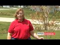 Saving Hail Damaged Trees Saving Hail Damaged Trees