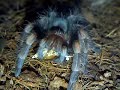 Brachypelma smithi is eating Brachypelma smithi is eating