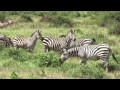 The wildlife in the Amboseli National Park (Kenya ...