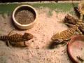 Bearded Dragon Feeding / Bartagamen Fütterung