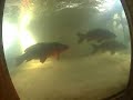 wohler inflatable dam fish ladder