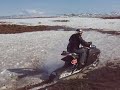 �slenskur snj�haukur 1