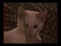 Siamese Kittens Playing Siamese Kittens Playing