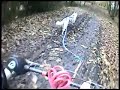 The sibe in this movie nearly died last year due to an auto immune problem, on this vid she is running the scooter class and comes 2nd out of 13 over a distance of 1.3 miles in a time of 5:30, only 5 seconds from 1st!