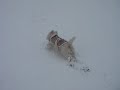 Stupid Westie In Snow Stupid Westie In Snow