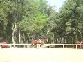 Horse Show