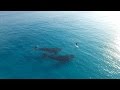 Video for paddle boarder meets whale watching