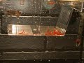 Betta Splendens dieg8 Betta Splendens dieg8
