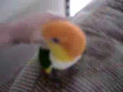 Caique laughing