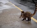Coatis