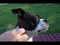 Puppy Training vs Wife Training