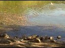 Lake Anza swim time